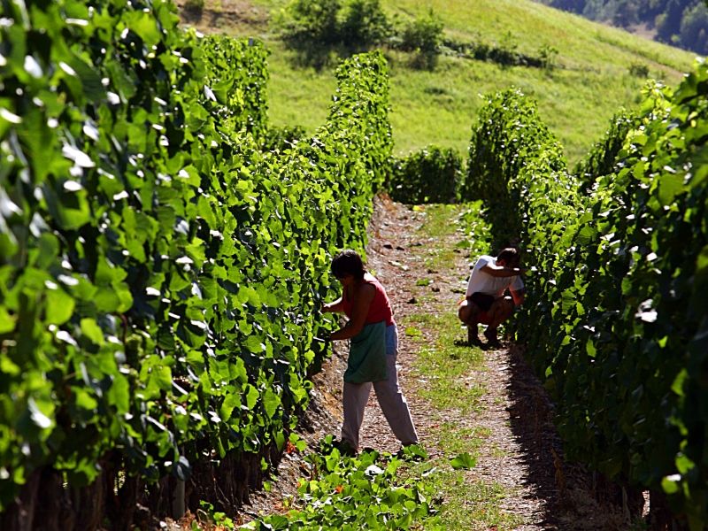 Viticoltura.-Lavoro-nella-Vigna